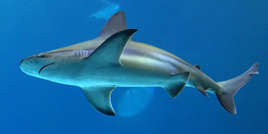 Improvisations-Workshop / Cello Quartett "Hunter Underwater" Live Concert